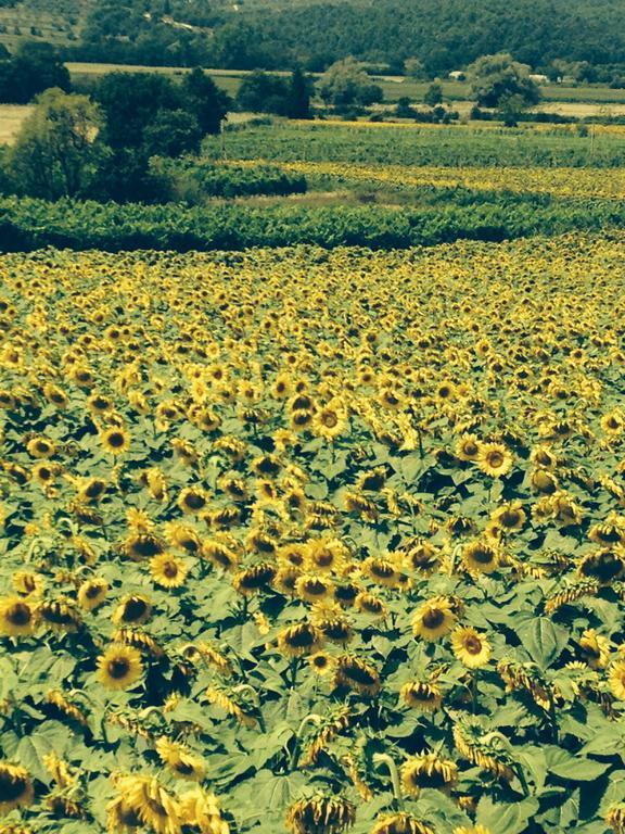 Tre Girasoli Monte San Savino Rom bilde
